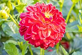 Dahlia Erin, flower