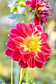Dahlia Erin, flower