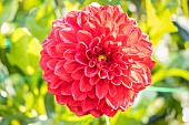 Dahlia Freda Rita, flower