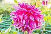 Dahlia Penhill Dark Monarch, Breeder : Maritz (RSA) 2003, flower