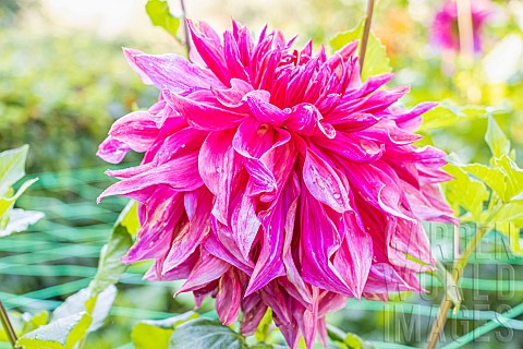 Dahlia_Penhill_Dark_Monarch_Breeder__Maritz_RSA_2003_flower