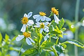 Bidens triplinervia The Elephant, flowers
