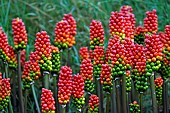 Italian Arum (Arum italicum) fruits, garden, Belfort, Territoire de Belfort, France