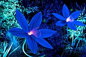 Folie’Flore, ephemeral gardens, exhibition center, in October each year, Mulhouse, Haut-Rhin, France