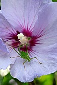 Fragile meconema (Meconema meridionale), adult female, on Hibiscus flower, garden, Belfort, Territoire de Belfort, France