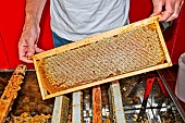 Harvesting honey. Frame of honey from a hive for extraction, Sarthe, France