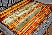 Harvesting honey. Honey frames from a hive for extraction, Sarthe, France