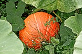 Pumpkin under the leaves in the vegetable garden, Sarthe, France