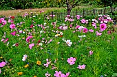 Meadow in bloom, Sarthe, France