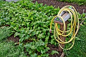 Beet and hose in the educational vegetable garden at the Arche de la Nature, Le Mans Métropole, Sarthe, France