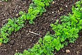 Carrot foliage in a vegetable garden, Sarthe, France