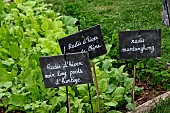 Long black winter radish Clock weight and Chinese radish or Mantanghong radish, Jardin potager pédagogique du center de larche de la nature, Le Mans métropole, Sarthe, France