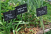 Cultivation of Gros du Poitou leek, Goliath celeriac and Gros longs dété leek, educational vegetable garden of the arche de la nature, Le Mans metropole, Sarthe, France