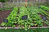 Growing Albina Vereduna beet, De Chiogga beet and Burpees Golden beet in the educational vegetable garden of the Arche de la Nature, Le Mans Métropole, Sarthe, France.
