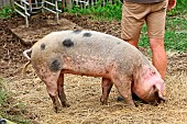 Bayeux pig, larche de la nature, educational pig farm, Le Mans Métropole, Sarthe, France