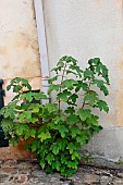 Vineyard in front of a house on the street, Le Mans, Sarthe, France