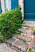 Plant on the front steps of a street-side house in Old Mans, Sarthe, France