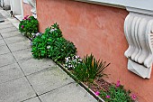 In front of a private home, mini flowerbed, Le Mans, Sarthe, France