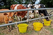 Montbéliarde and Prim-Holstein dairy cows on the right and a Jersiaise on the left, Sarthe, France