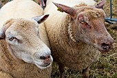 Sheep including Mouton rouge de lOuest on the right, Sarthe, France