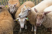 Sheep including Mouton rouge de lOuest on the right, Sarthe, France