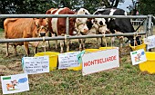 Montbéliarde and Prim-Holstein dairy cows on the right and a Jersiaise on the left, Sarthe, France