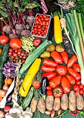 Vegetable display at an agricultural show, Sarthe, France