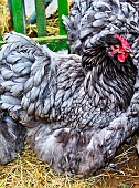 Hens for competitions, Sarthe, France
