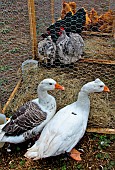 Normande and Crested geese, close to the white goose, Sarthe, France