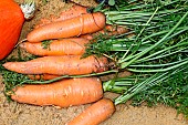 Carrots from Sarthe, France
