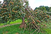 Cider apple tree overloaded with fruit, one branch broken by weight, Arche de la nature, educational area, Le Mans metropole, Sarthe, France