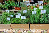 Aromatic plants: Thyme, Oregano, Hyssop, Verbena, etc., Sarthe, France