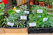 Aromatic plants: Sage and Agastache rupestris plants, Arche de la Nature, educational garden, Le Mans metropole, Sarthe