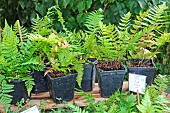 Potted holly fern plants (Cyrtomium fortunei), Arche de la nature, educational garden, Le Mans, Sarthe, France