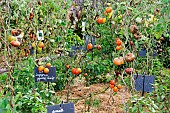 The last tomatoes of September in the educational vegetable garden of larche de la nature, Le Mans metropole, Sarthe, France