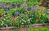 Growing various pepper plants, Arche de la nature, educational garden, Le Mans metropole, Sarthe, France
