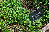 Bed of fleur de pêcher à larche de la nature, Jardin pédagogique, Le Mans Sarthe, France