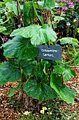 Growing Lemon cucumbers at the Nature Arch in the educational garden, Le Mans Métropole, Sarthe, France