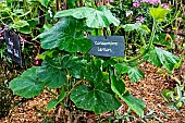 Growing Lemon cucumbers at the Nature Arch in the educational garden, Le Mans Métropole, Sarthe, France