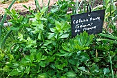 Giant celeriac, Jardin pédagogique de larche de la nature, Le Mans Métropole, Sarthe, France