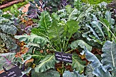 Growing cabbages in the educational garden, cabbage plot at the Nature Ark, Le Mans Métropole, Sarthe, France