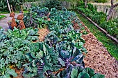 Growing cabbages in the educational garden, cabbage plot at the Nature Ark, Le Mans Métropole, Sarthe, France
