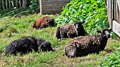 Ouessant sheep at larche de la nature, educational garden, Le Mans metropole, Sarthe, France