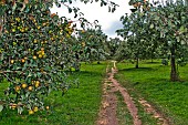 Cider apple trees of several varieties, Arche de la nature, educational area, Le Mans Métropole, Sarthe, France