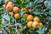 Cider apples, Arche de la nature, educational area, Le Mans Métropole, Sarthe, France