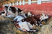 Normandy dairy cows on a bed of straw in the barn at an agricultural fair in Le Mans, Sarthe, France.