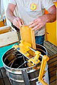Honey extraction. Beekeeper extracting honey frames from a hive, Sarthe, France