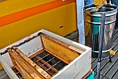 Honey extraction. Beekeeper extracting honey frames from a hive. A queen excluder can be seen between the body and the top of the hive, Sarthe, France.