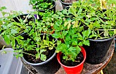 Celery plant in pots, Sarthe, France
