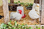 Poultry: chickens and ducks for the Comice de la Sarthe agricultural show, France